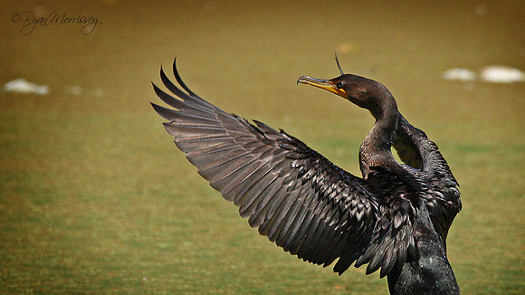 Conducting Cormorant