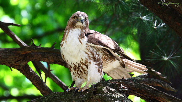 Red Tailed Hawk