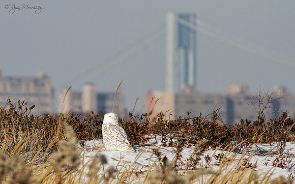 Snowy Owl Verrazano Bridge 2