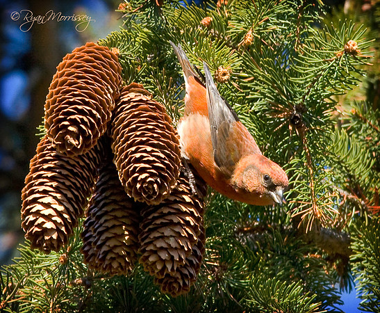 Red Crossbill
