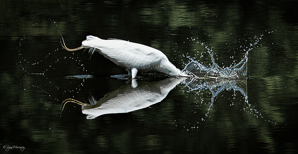 Symmetry in Motion
