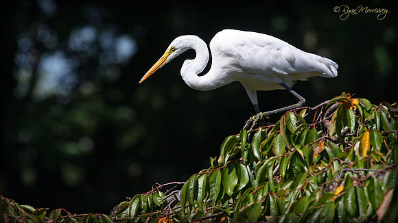Great Egret
