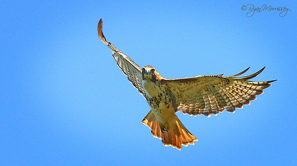 Red Tailed Hawk