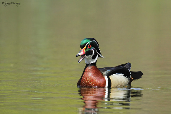 Quack!