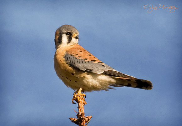 Kestrel, male