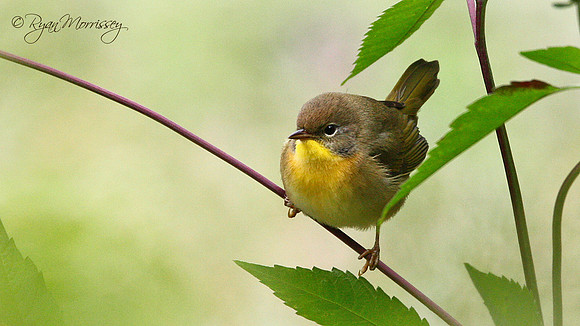 Common Yellowthroat Female