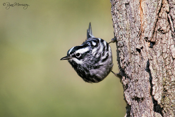 Black & White Warbler