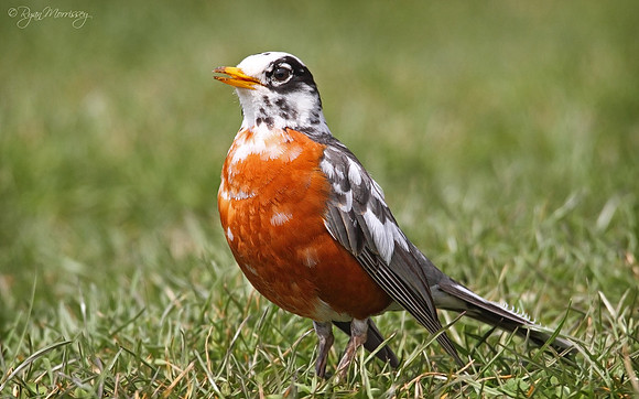 Leucistic Robin