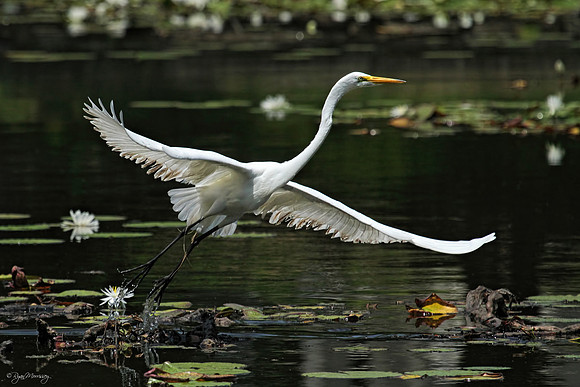 Great Egret