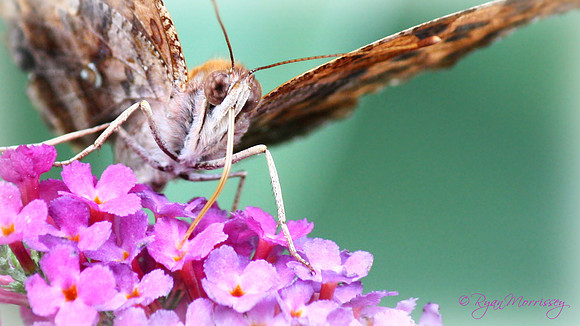 Question Mark Butterfly