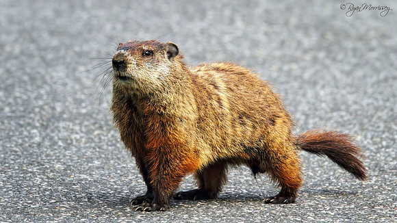Groundhog Champ