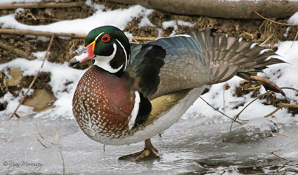 Wood Duck