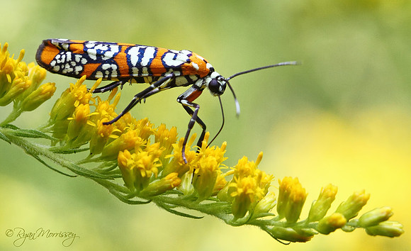 Ailanthus Webworm Moth