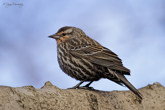 Red-Winged Blackbird, Female