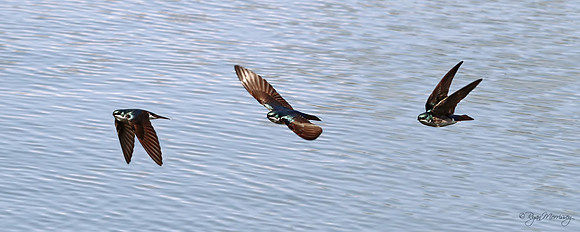 Tree Swallow Flight