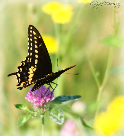 Black Swallowtail Butterfly