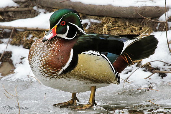 Wood Duck