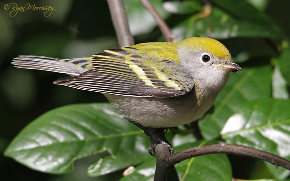 Chestnut Sided Warbler