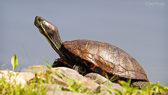 Brooklyn Beach Bum - Red Eared Slider
