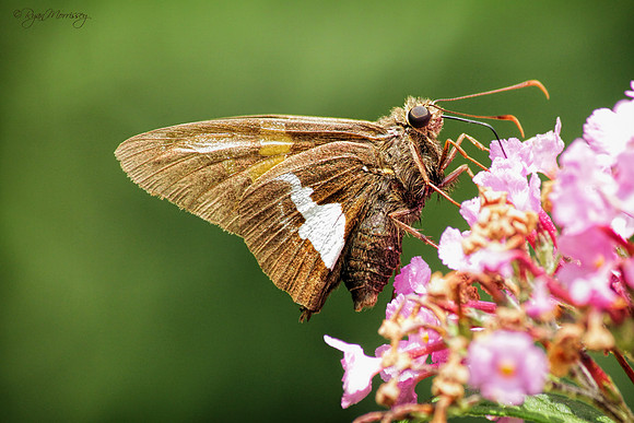 Silver-Spotted Skipper