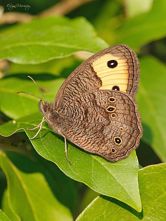Wood Nymph