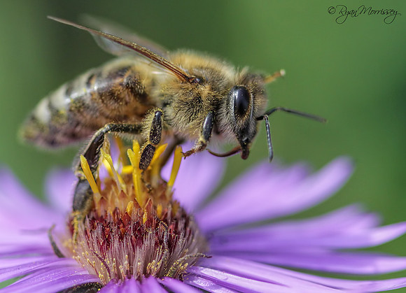 Honey Bee