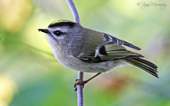 Golden Crowned Kinglet