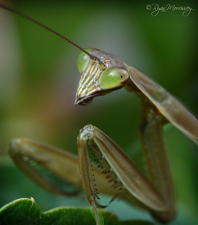 Chinese Mantis "Praying Mantis"