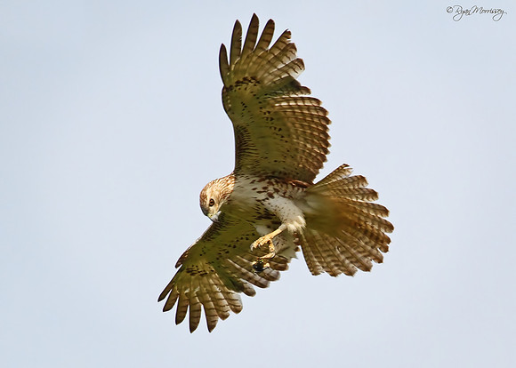Red Tailed Hawk