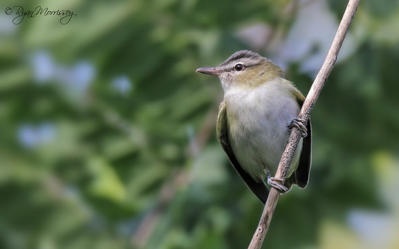 Red Eyed Vireo