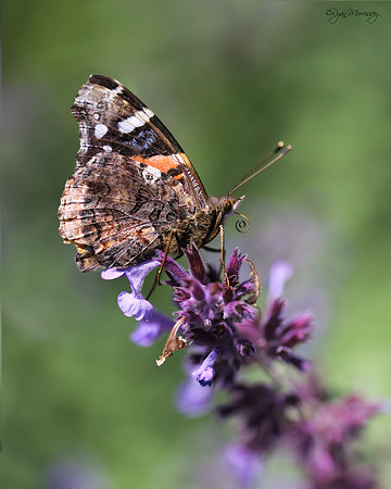 Red Admiral