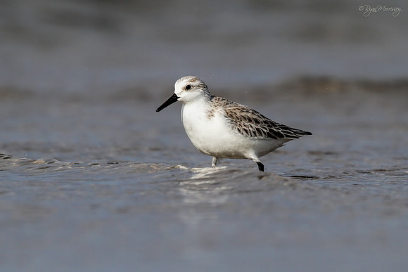Sanderling