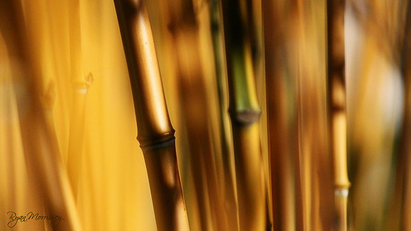 Bamboo
