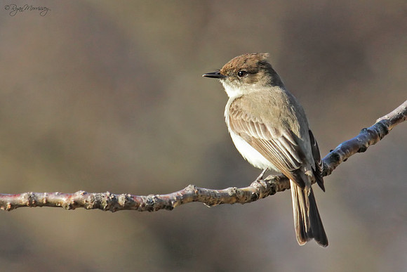Eastern Phoebe