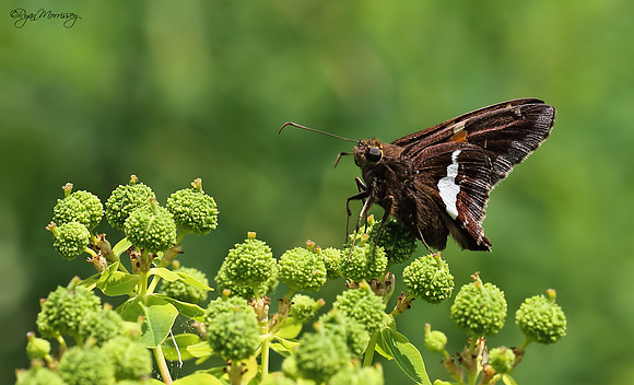 Silver Spotted Skipper