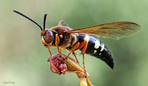 Cicada Killer Wasp