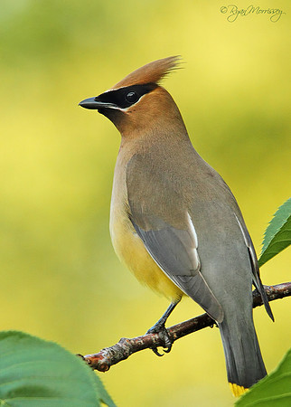 Cedar Waxwing