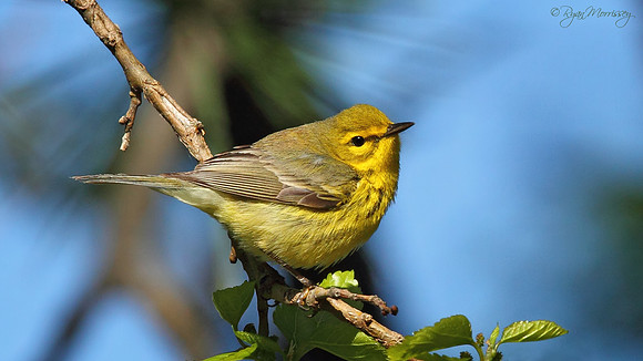 Prairie Warbler