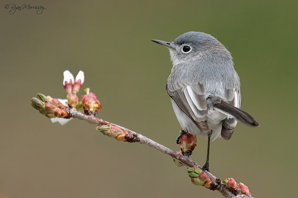 Blue-Gray Gnatcatcher