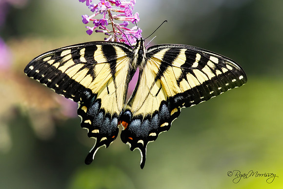 Tiger Swallowtail Butterfly