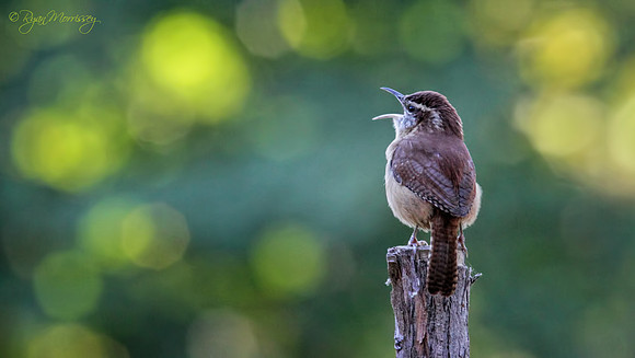 The World is my Stage - Carolina Wren