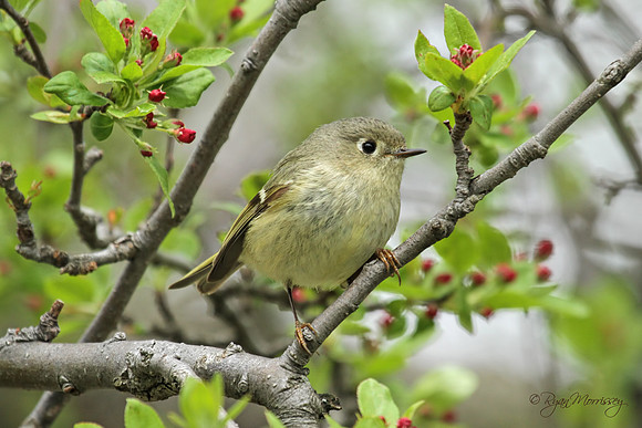 Springlet