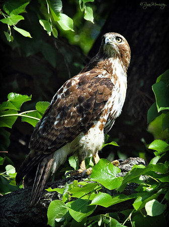 Red Tailed Hawk