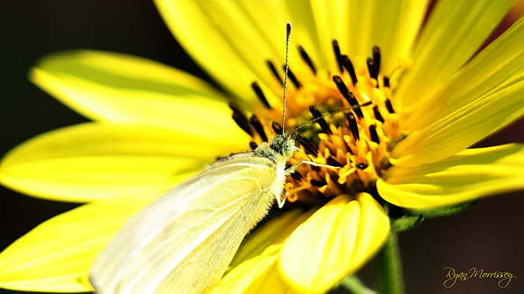 Yellow Explosion