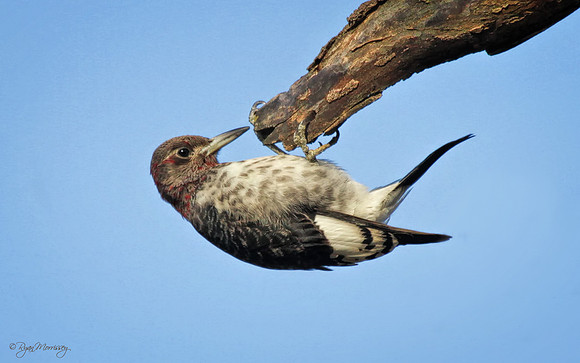 Juvenile Red Headed Woodpecker