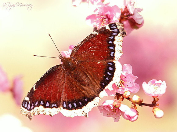 Mourning Cloak