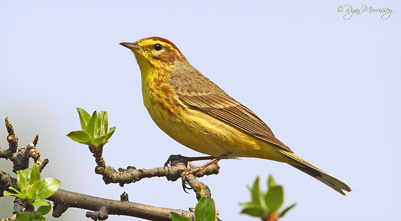 Palm Warbler