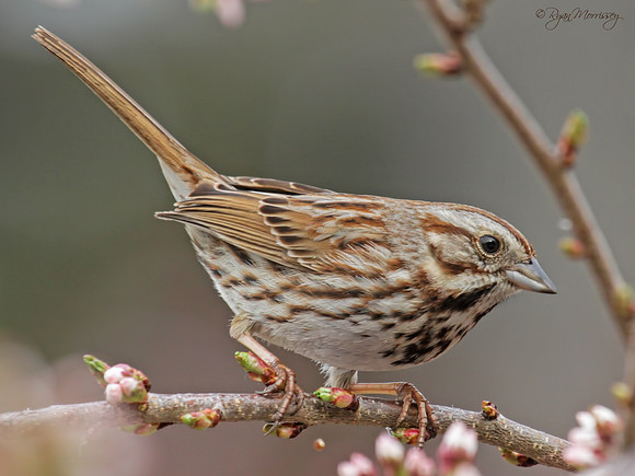 Song Sparrow