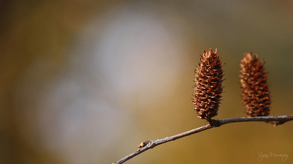 Cones
