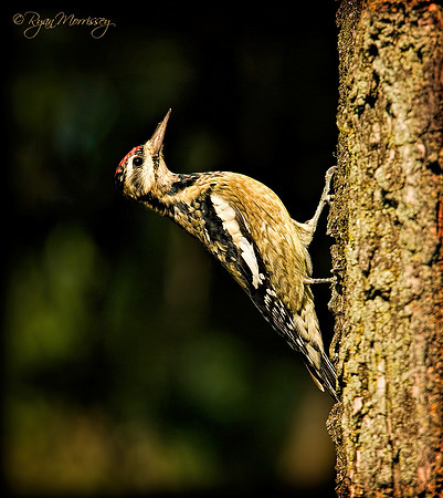Sapsucker